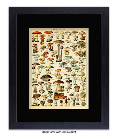 Champignons French Botanical Art Print