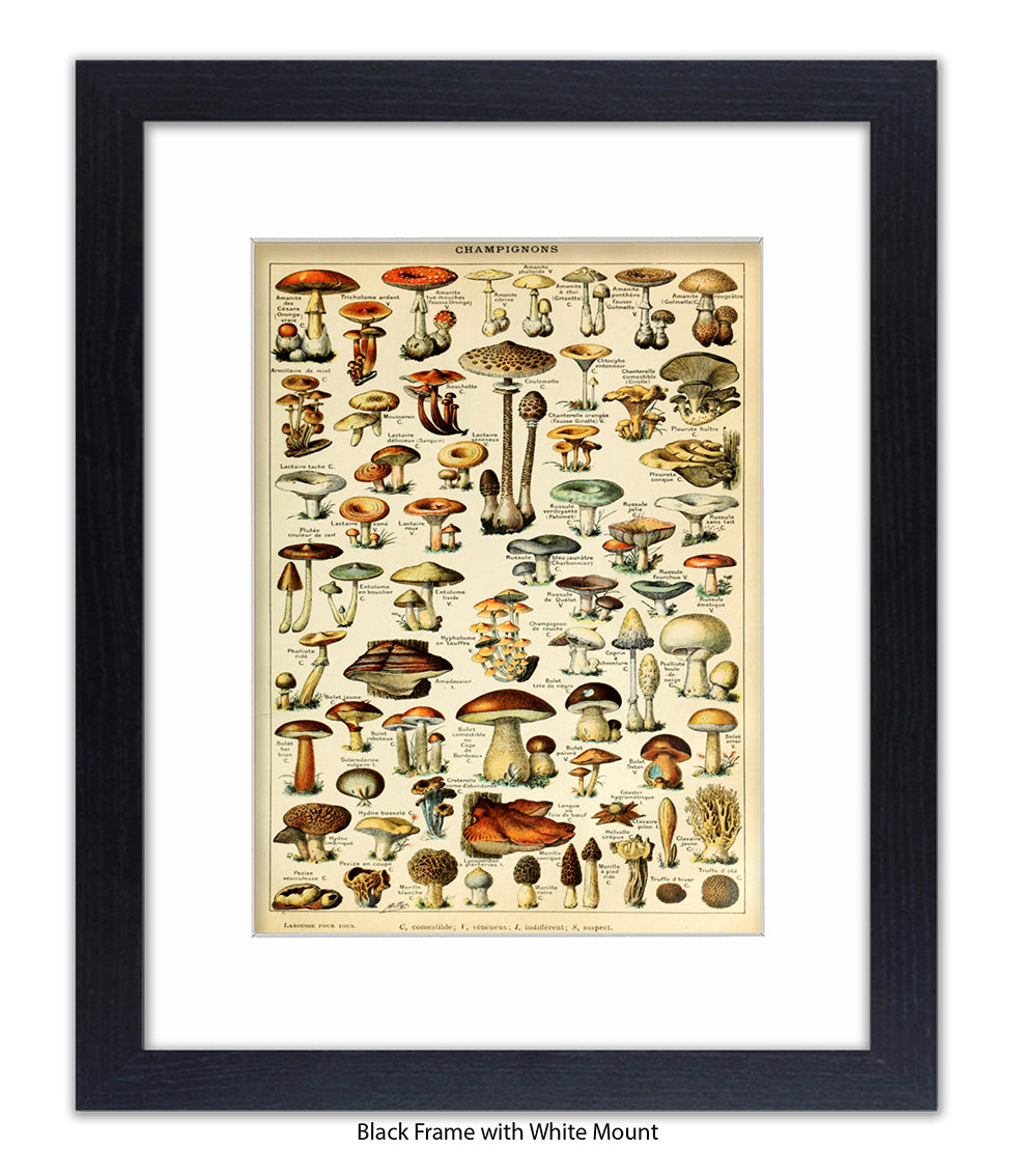 Champignons French Botanical Art Print