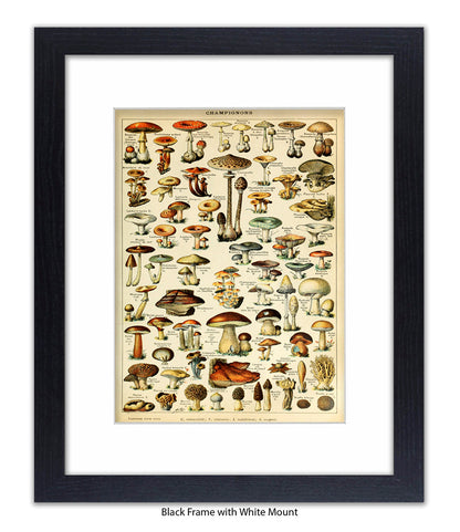 Champignons French Botanical Art Print
