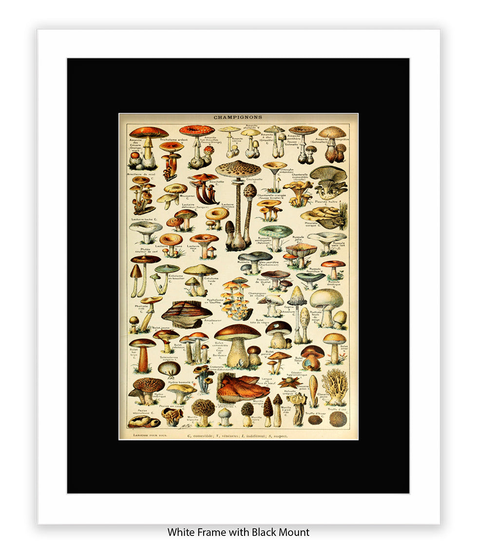 Champignons French Botanical Art Print