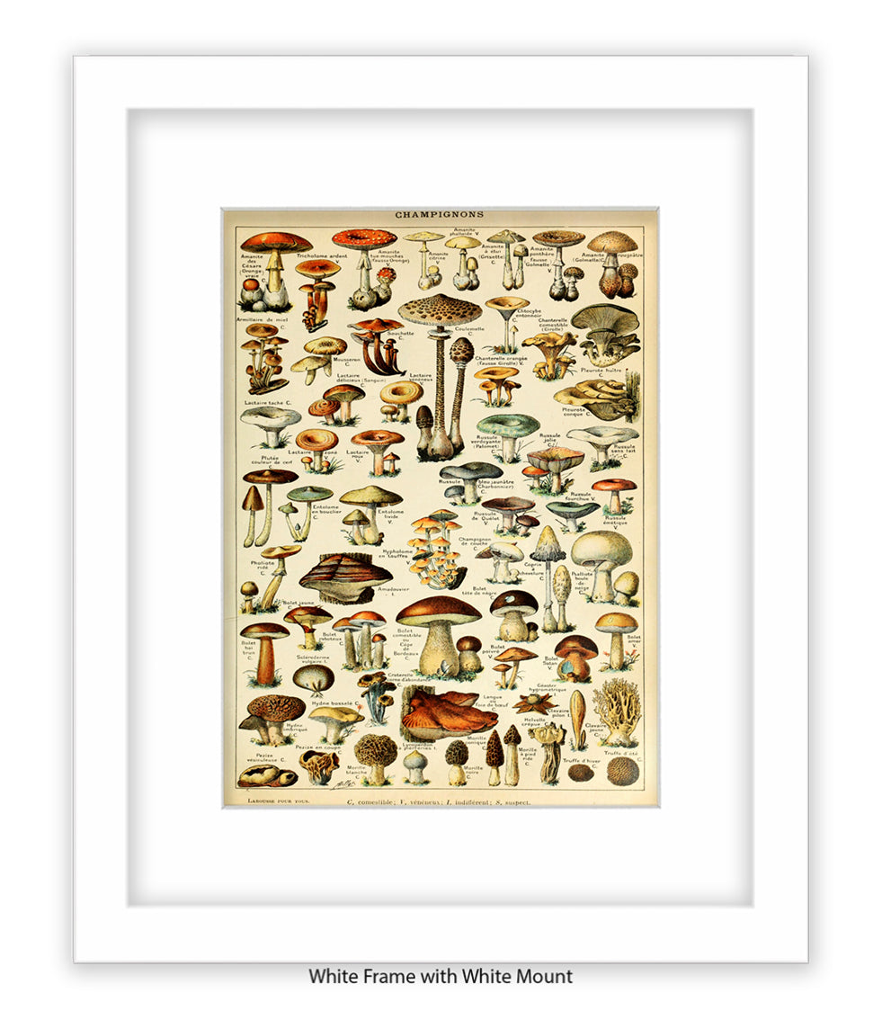 Champignons French Botanical Art Print
