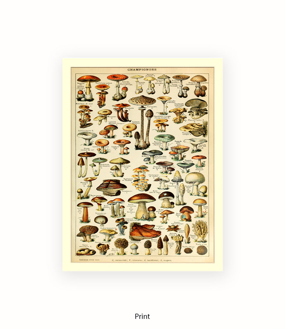 Champignons French Botanical Art Print