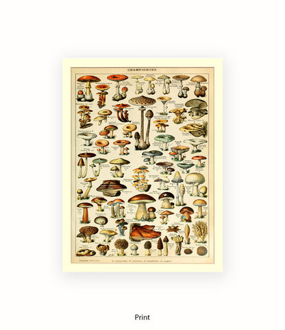Champignons French Botanical Art Print