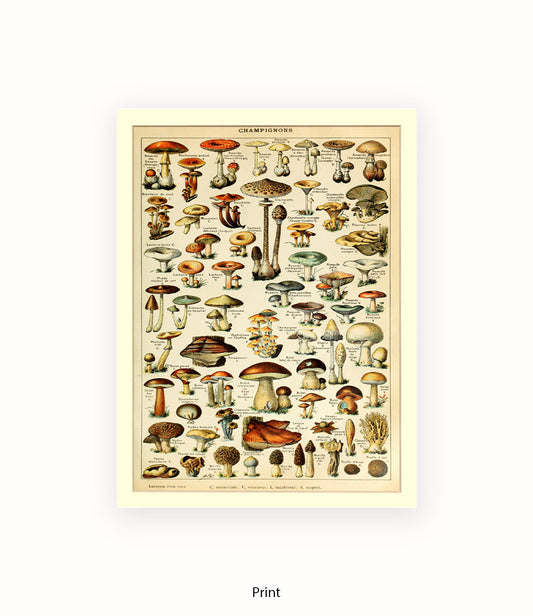 Champignons French Botanical Art Print