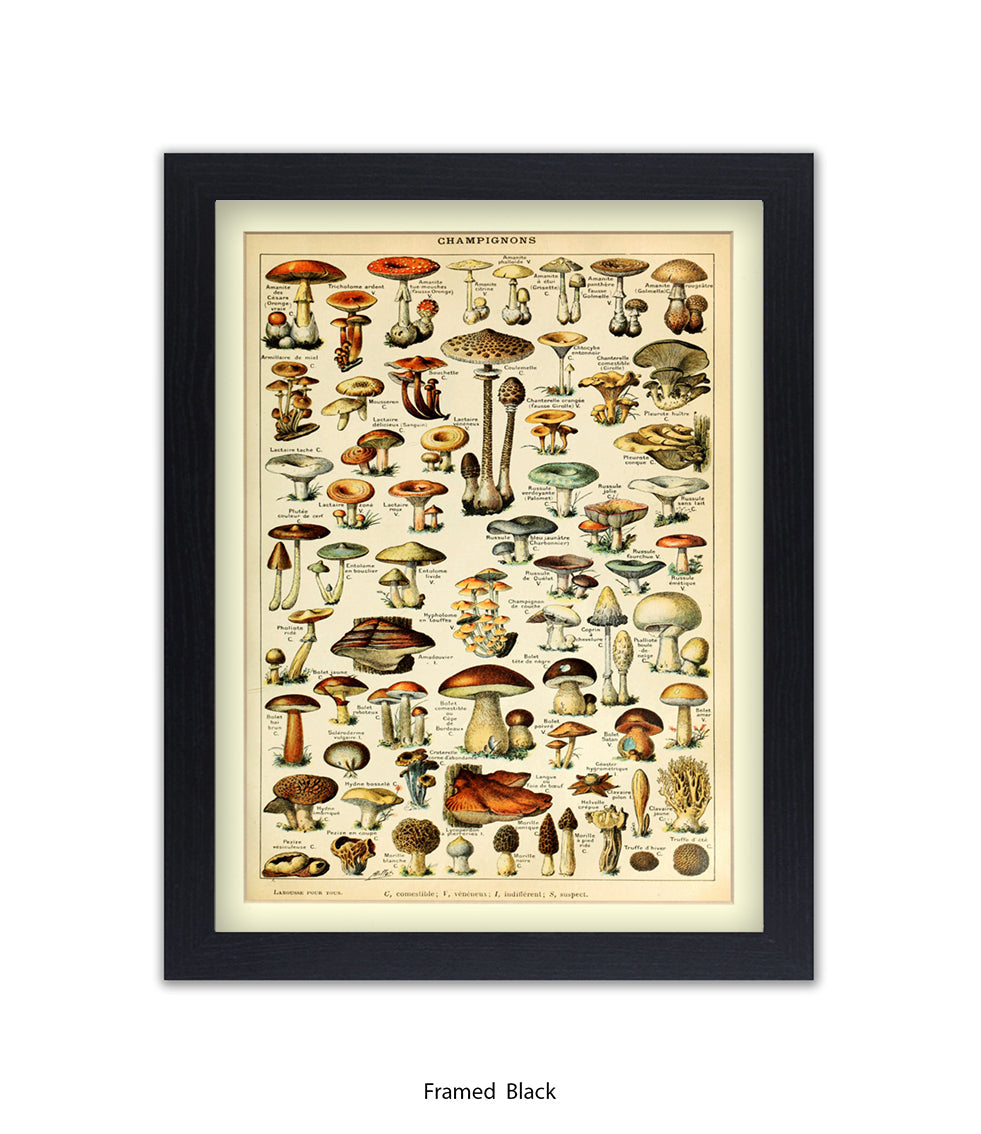 Champignons French Botanical Art Print