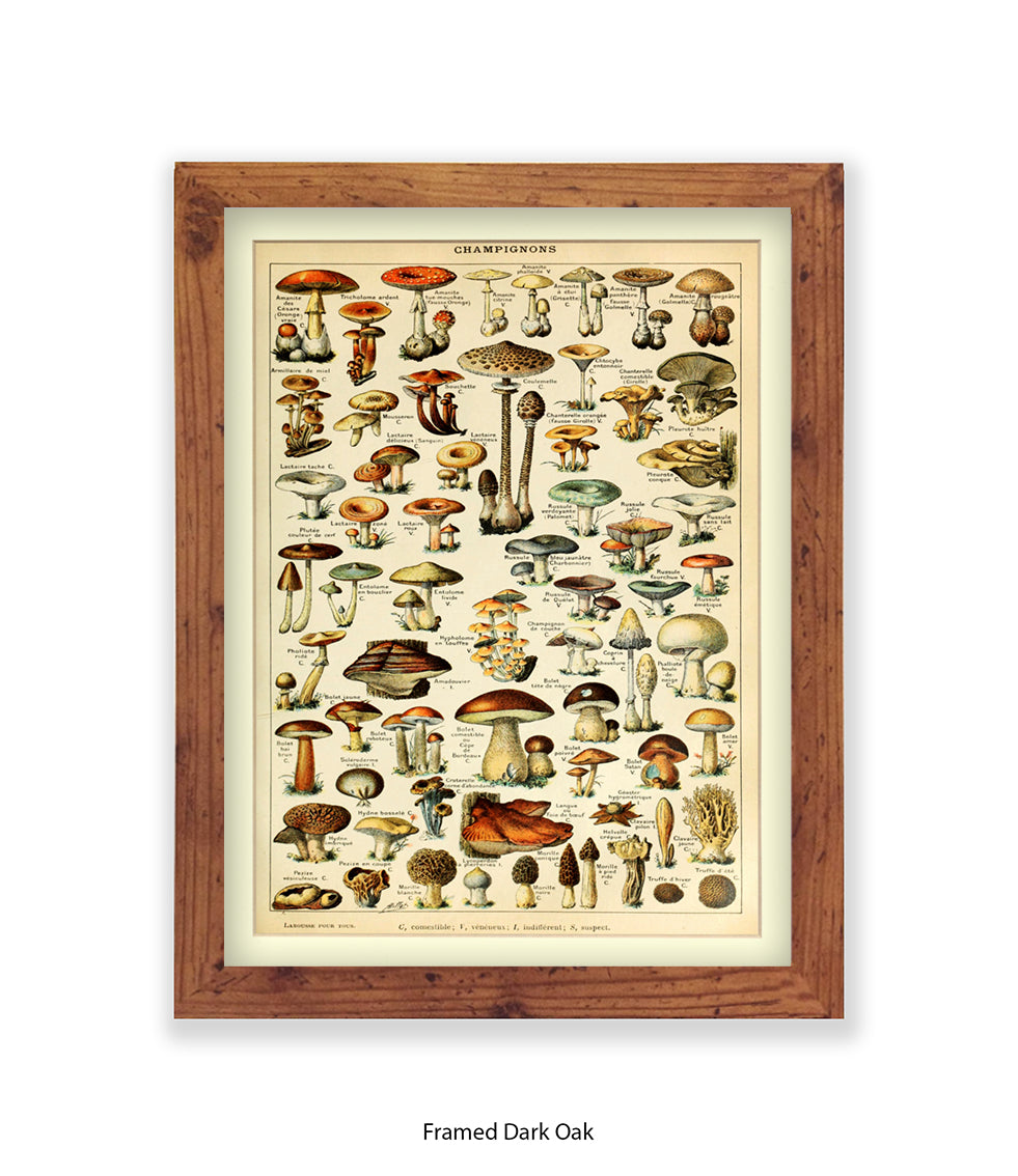 Champignons French Botanical Art Print