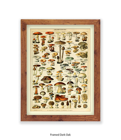 Champignons French Botanical Art Print
