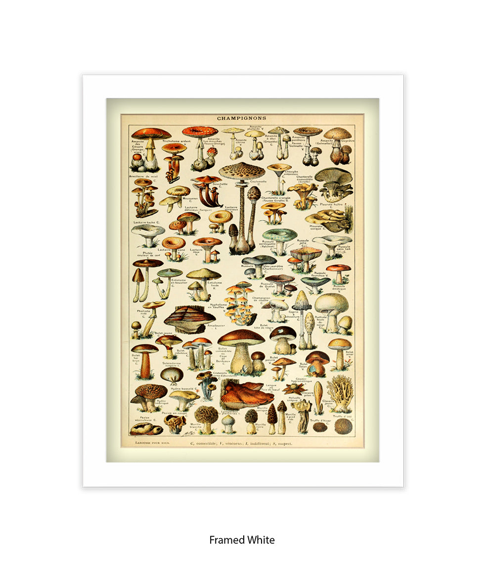 Champignons French Botanical Art Print