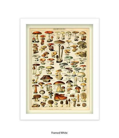 Champignons French Botanical Art Print