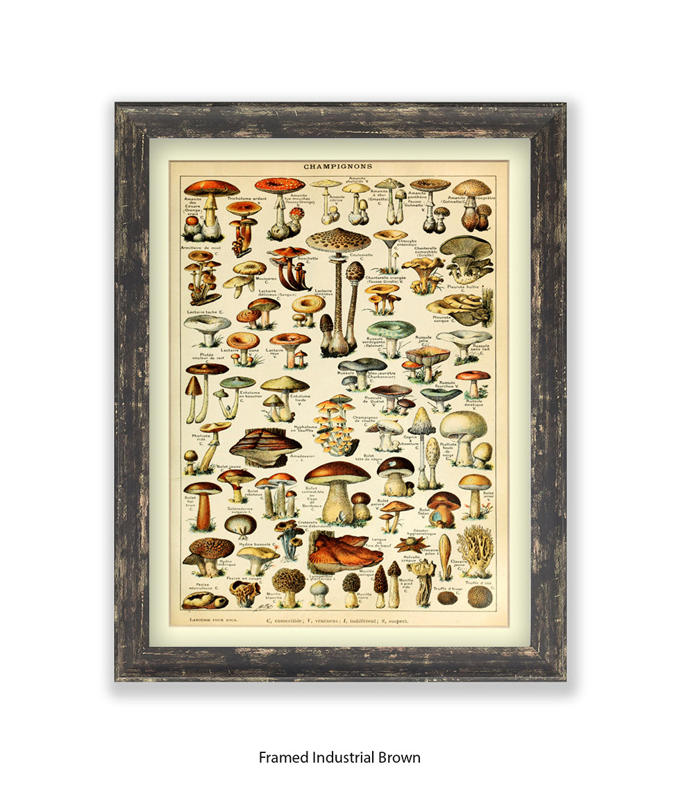Champignons French Botanical Art Print
