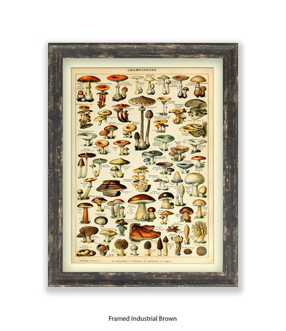 Champignons French Botanical Art Print