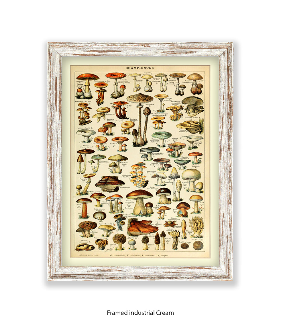 Champignons French Botanical Art Print