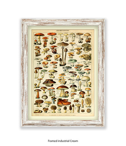 Champignons French Botanical Art Print