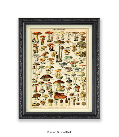 Champignons French Botanical Art Print