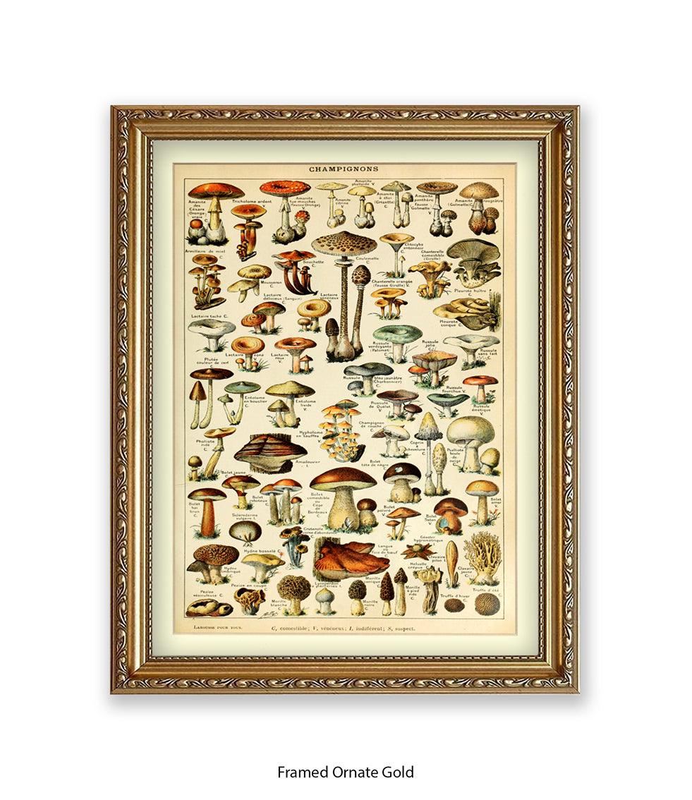 Champignons French Botanical Art Print