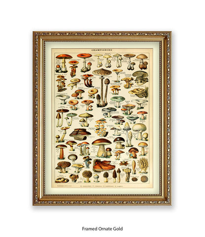 Champignons French Botanical Art Print