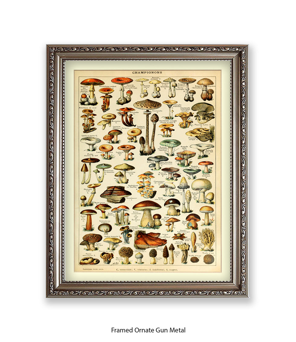 Champignons French Botanical Art Print