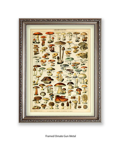 Champignons French Botanical Art Print