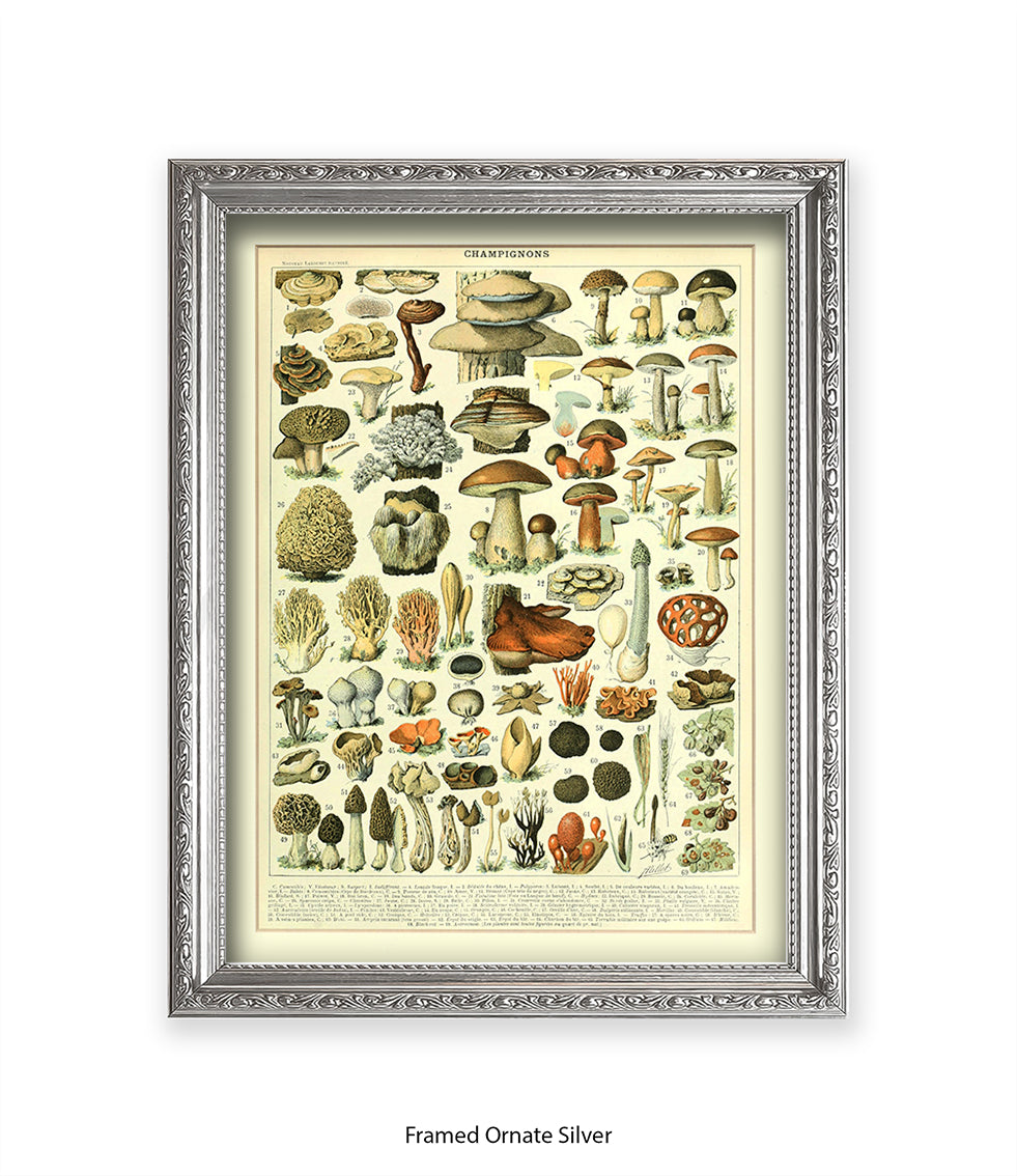 Champignons - 1 to 69 Art Print