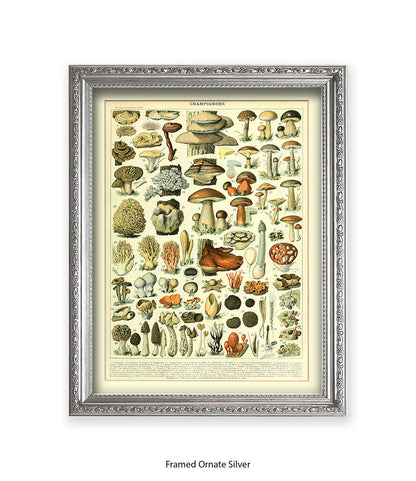 Champignons - 1 to 69 Art Print