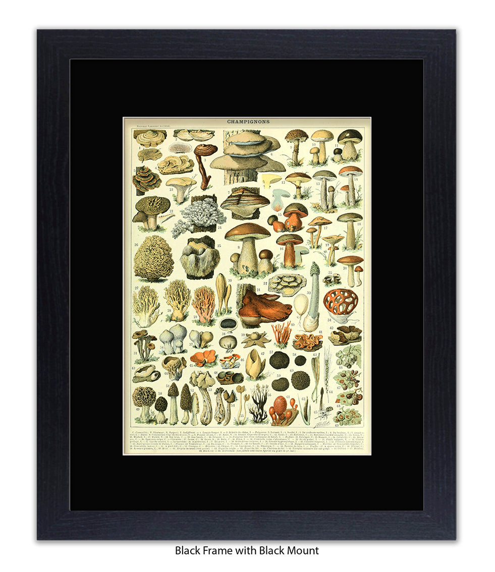 Champignons - 1 to 69 Art Print