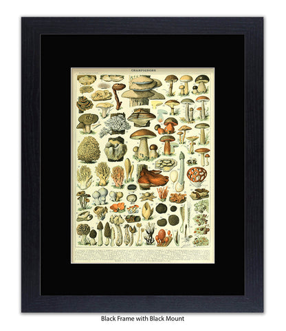 Champignons - 1 to 69 Art Print