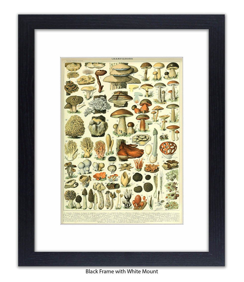 Champignons - 1 to 69 Art Print