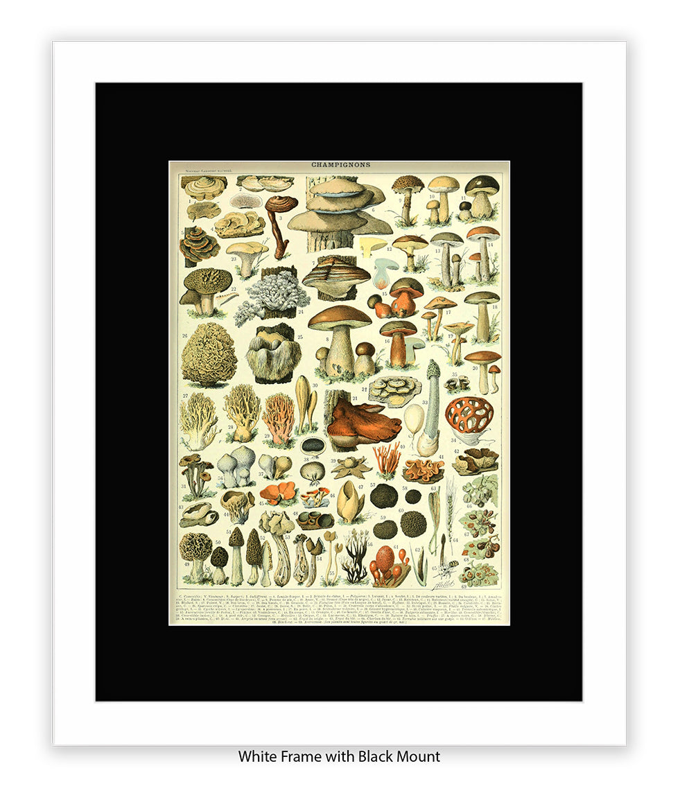 Champignons - 1 to 69 Art Print