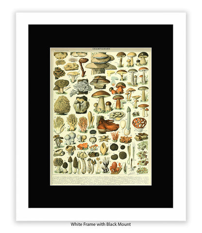 Champignons - 1 to 69 Art Print