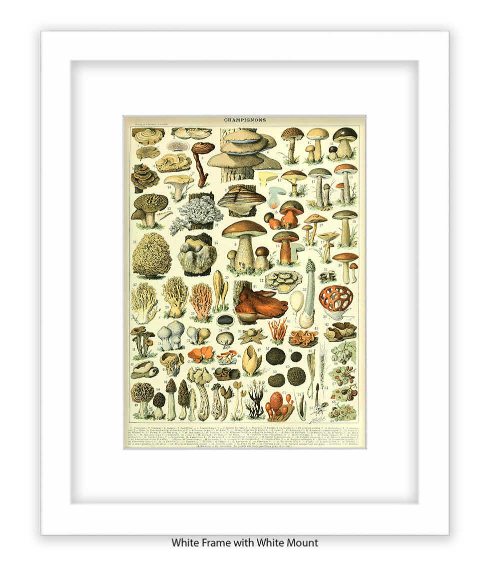 Champignons - 1 to 69 Art Print