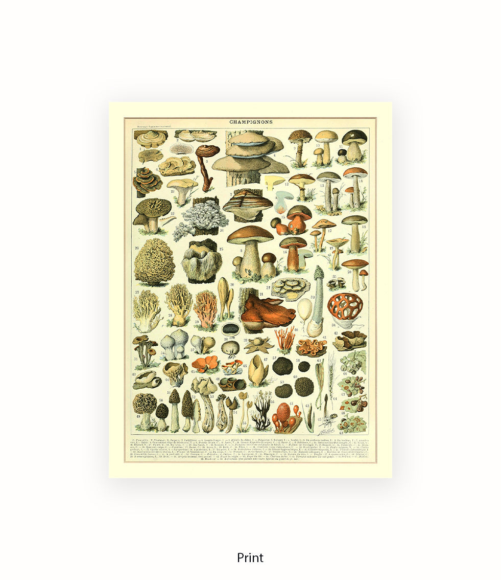Champignons - 1 to 69 Art Print