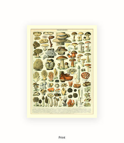 Champignons - 1 to 69 Art Print