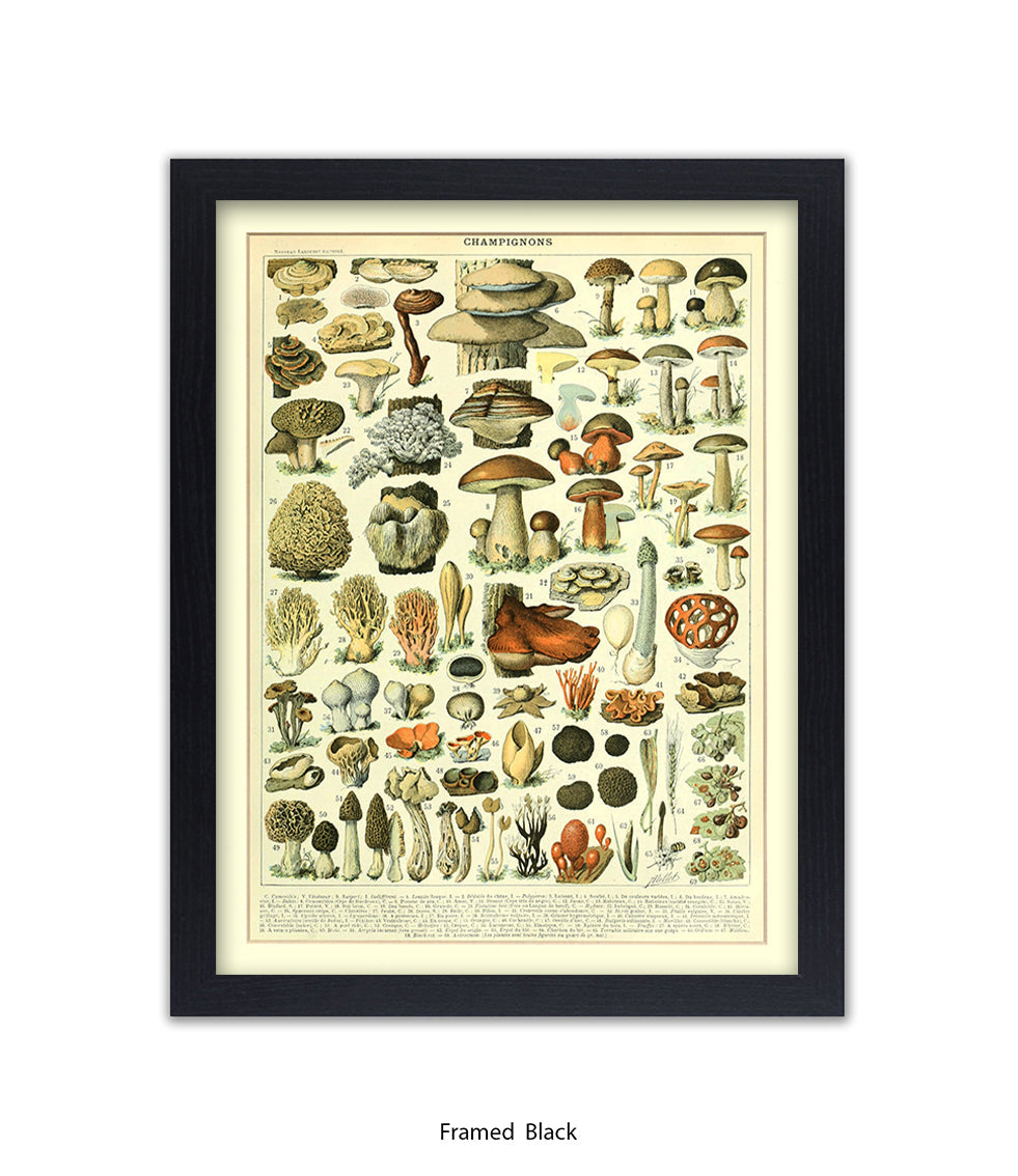 Champignons - 1 to 69 Art Print
