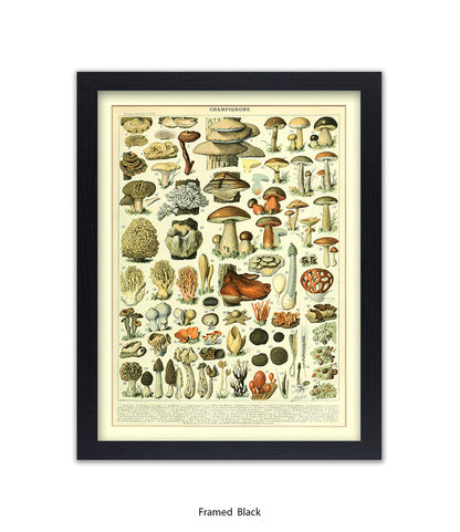 Champignons - 1 to 69 Art Print