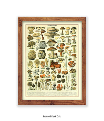 Champignons - 1 to 69 Art Print