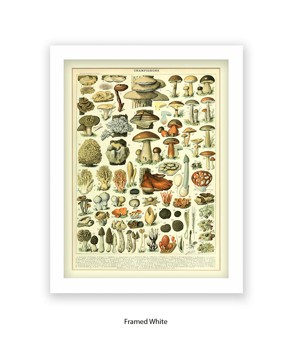 Champignons - 1 to 69 Art Print