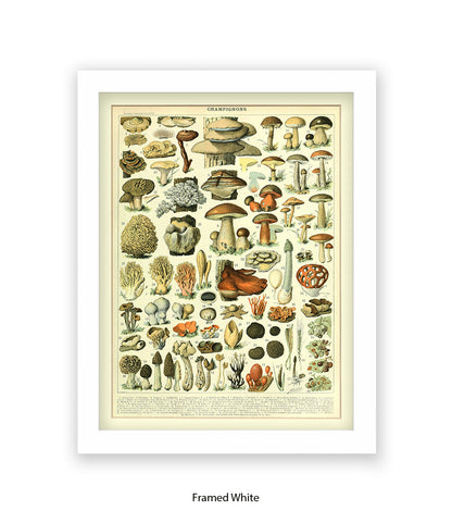 Champignons - 1 to 69 Art Print