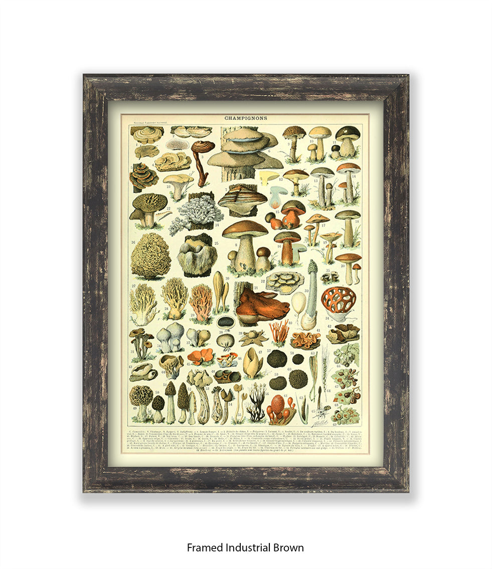 Champignons - 1 to 69 Art Print