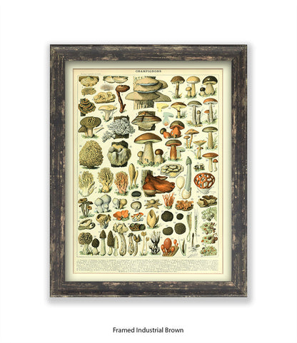 Champignons - 1 to 69 Art Print