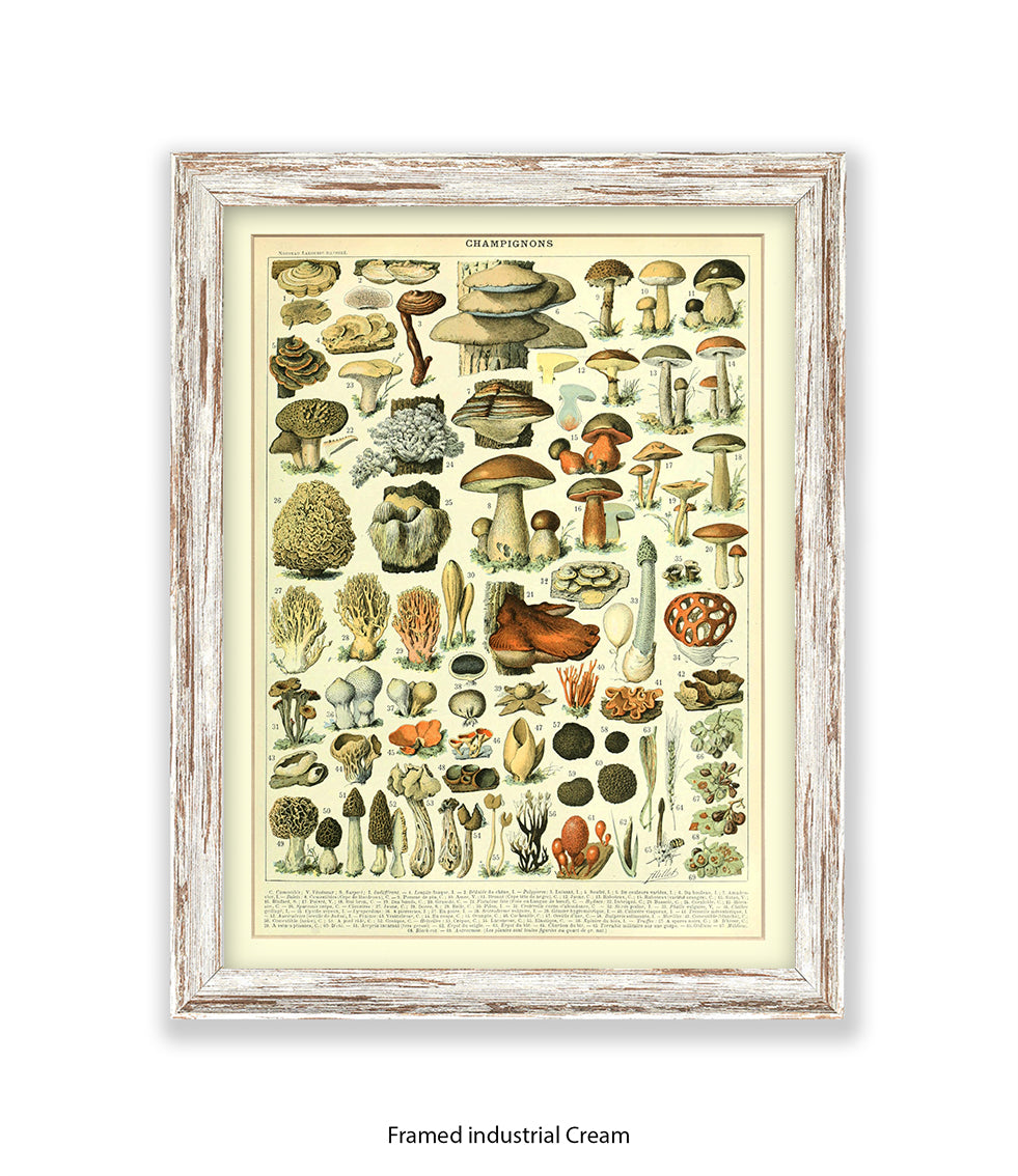 Champignons - 1 to 69 Art Print