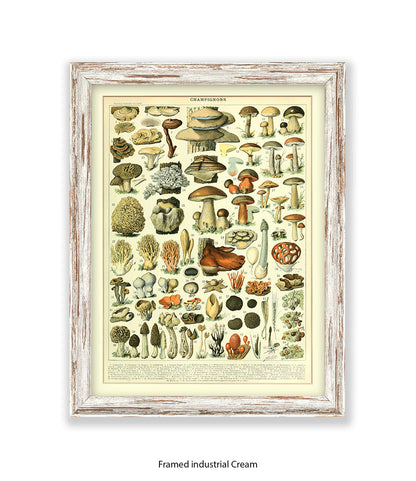 Champignons - 1 to 69 Art Print
