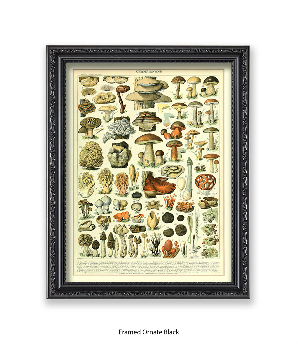 Champignons - 1 to 69 Art Print