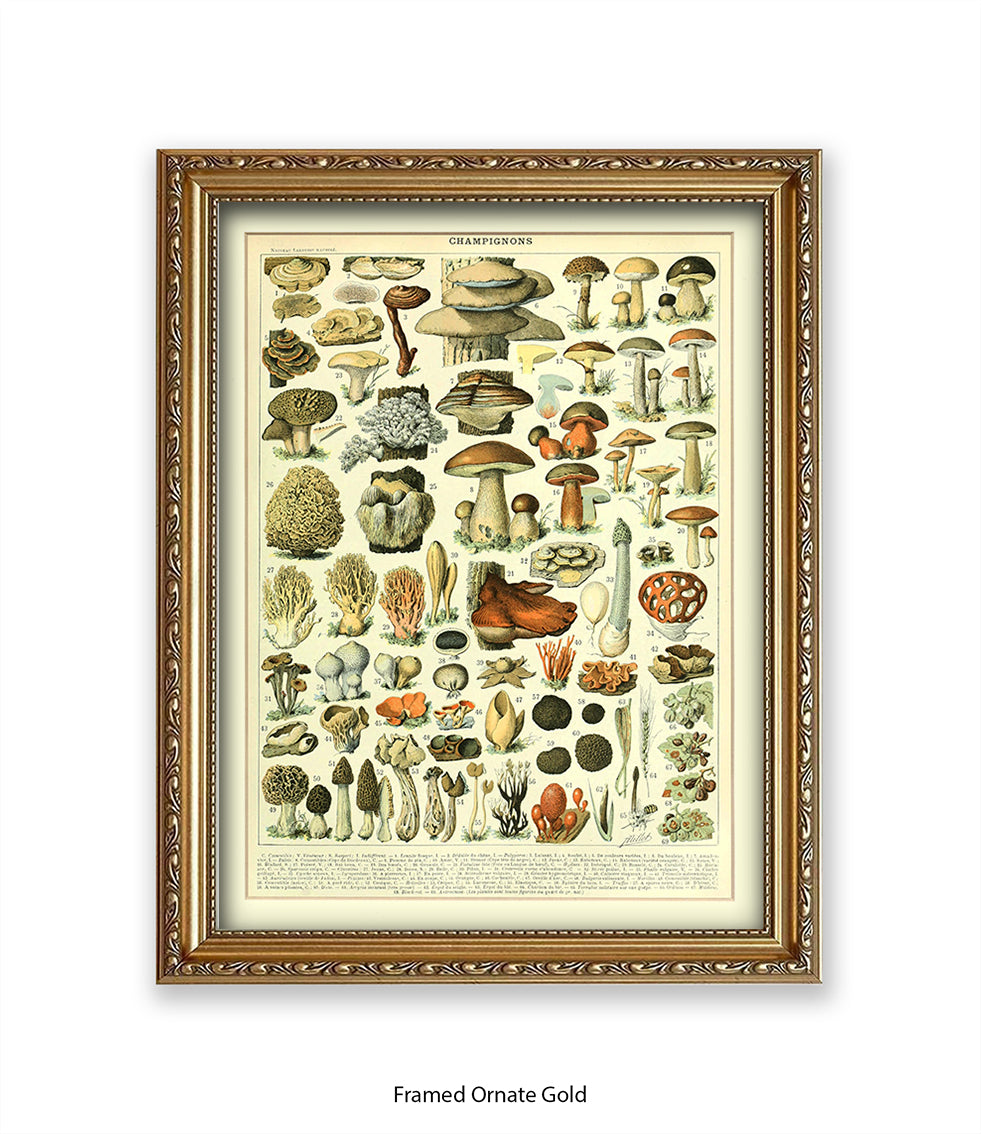 Champignons - 1 to 69 Art Print