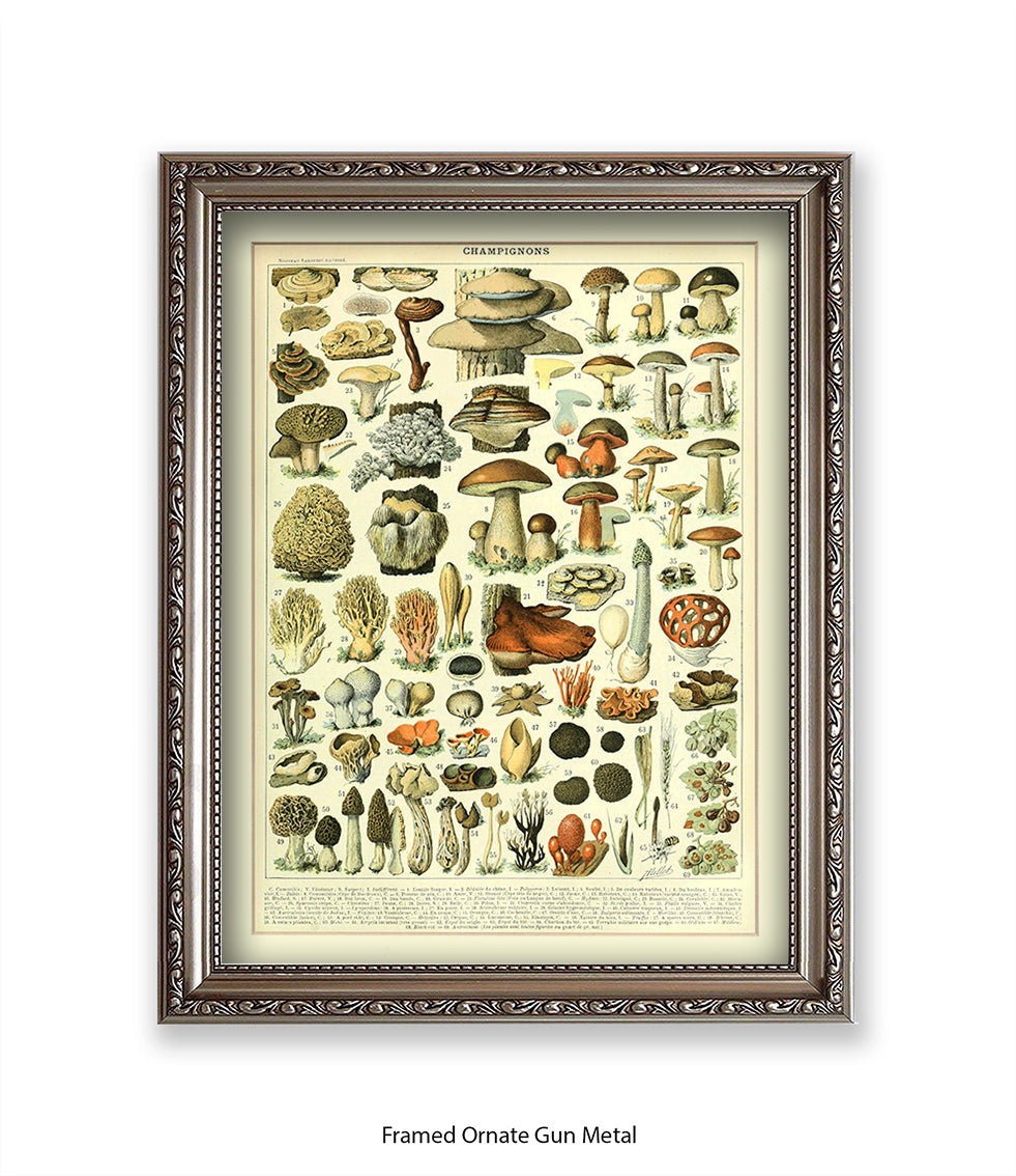 Champignons - 1 to 69 Art Print