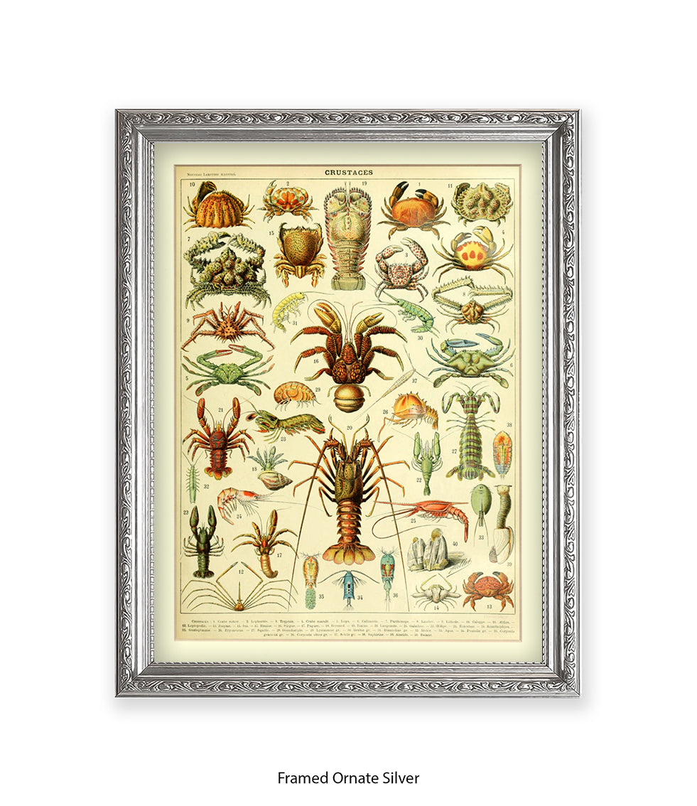 Crustaces Shellfish French Botanical Art Print