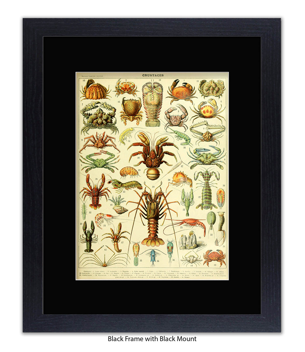 Crustaces Shellfish French Botanical Art Print