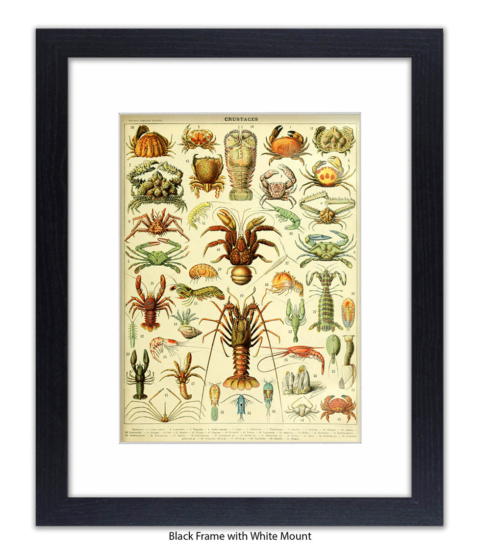 Crustaces Shellfish French Botanical Art Print
