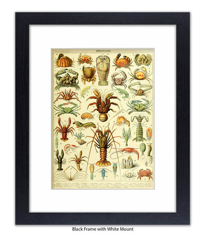 Crustaces Shellfish French Botanical Art Print