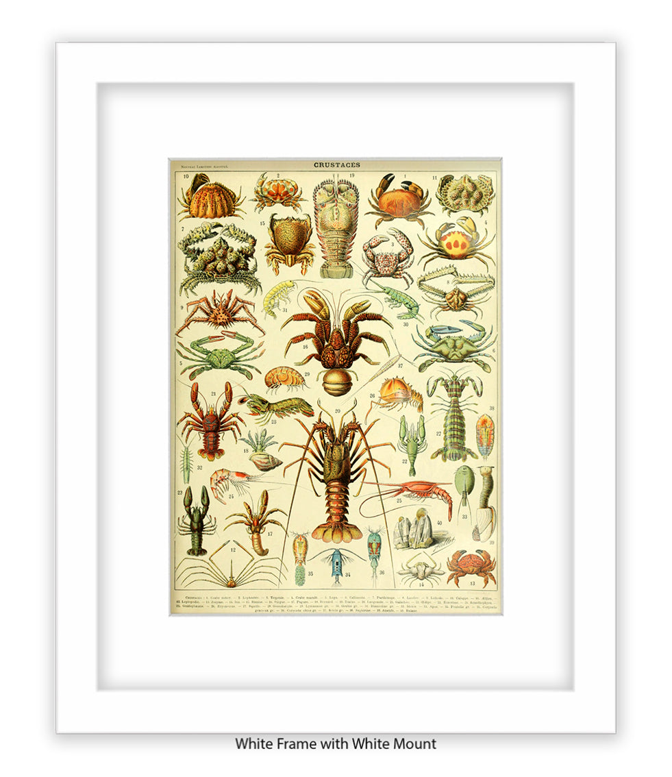 Crustaces Shellfish French Botanical Art Print