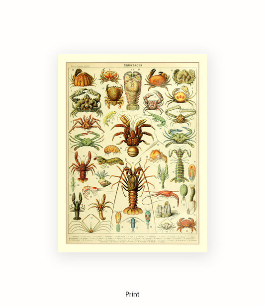 Crustaces Shellfish French Botanical Art Print